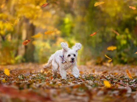 Action pet photography of a small white fluffy dog wearing a bow tie, mid-stride through falling autumn leaves