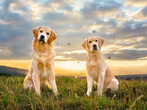 Pet photography of an adult and a young golden retriever sitting in a grassy field at sunset, hot air balloons in the distance