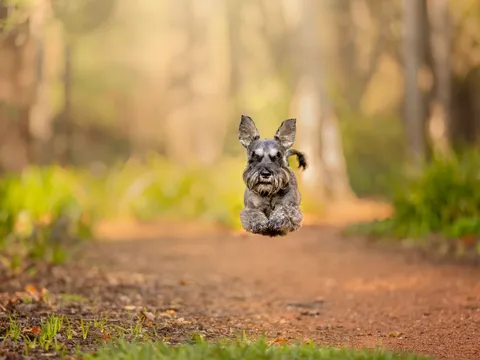 Action pet photography of a grey schnauzer captured mid-run, all four paws off a forest path