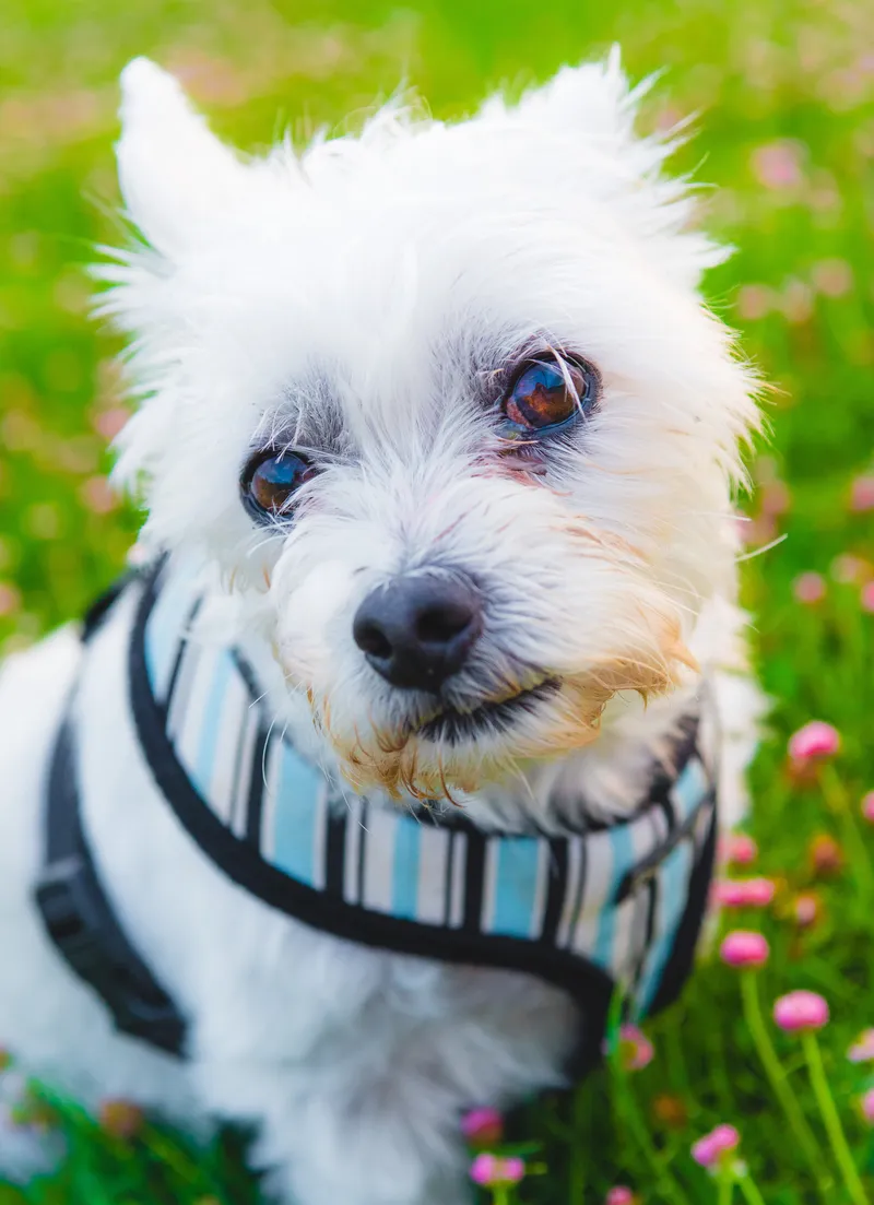 Mac, Ina's heart dog, a small white terrier sitting in clover at golden hour with his head tilted towards the camera