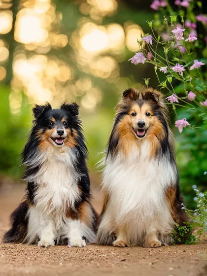 Pet photography portrait of two Shetland Sheepdogs sitting side by side on a garden path, framed by pink flowers