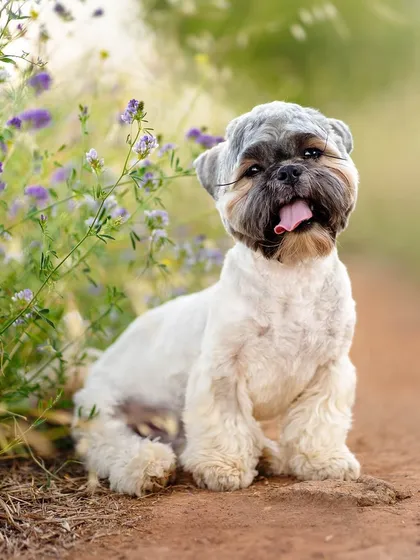 Pet photography of a shaggy white and tan terrier sitting beside purple wildflowers on a dirt path