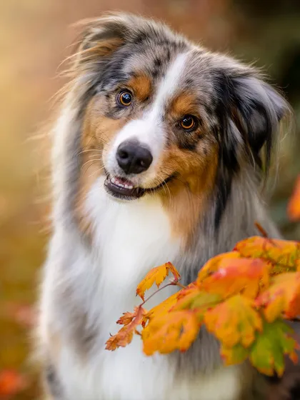 Close-up pet photography portrait of an Australian shepherd among orange autumn leaves
