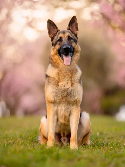 Pet photography portrait of a German shepherd sitting upright on grass beneath blossoming pink trees